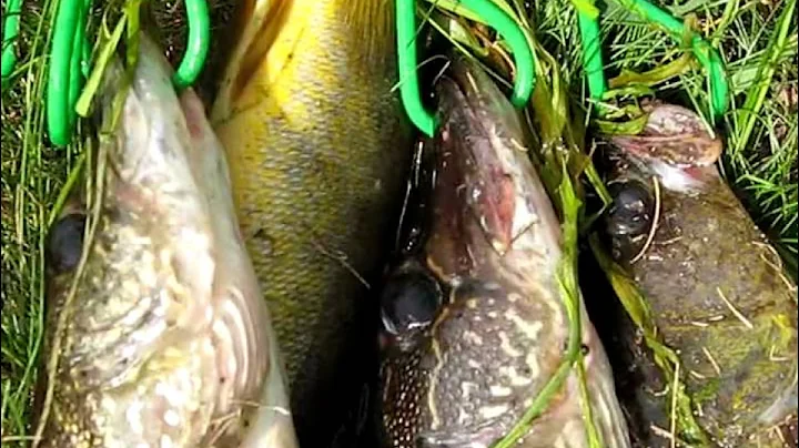 BWCAW Island RIver 2010