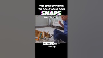 The Worst Thing To Do if Your Dog Snaps #dogtraining #dogtrainer #resourceguarding #aggressive #dogs