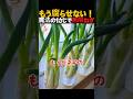 長ねぎの根っこ捨てないで！腐らせない「魔法のひとさじ」で何度でもぐんぐん育ちます
