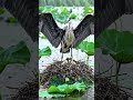 🌧️ A Mother's Love vs. The Storm: Heartwarming Lotus Pond Survival 🐦💚