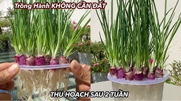 Trồng Hành Không Cần Đất Thu Hoạch Sau 2 Tuần