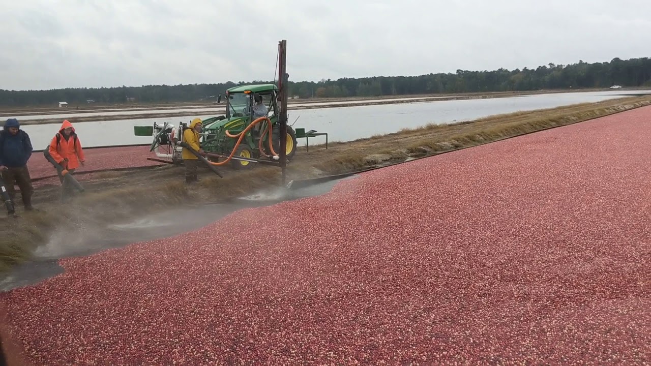 Cranberry Harvest Tour Pine Barrens Native Fruits YouTube