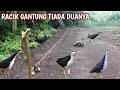 BUKTI NYATA RACIK GANTUNG MEMANG JOSS [] Memikat Burung Ruak Ruak [] Bird Trap