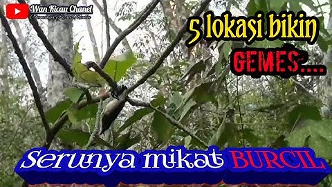 Mikat Burcil di hutan KARET part# 1 seru coyyy..dapat buanyak
