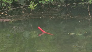 Câu Cá Rô Đồng , Đụng Nhằm Ổ Cá Chốt Trứng Mồi Vừa Đụng Nước Là Chìm Phao Liền