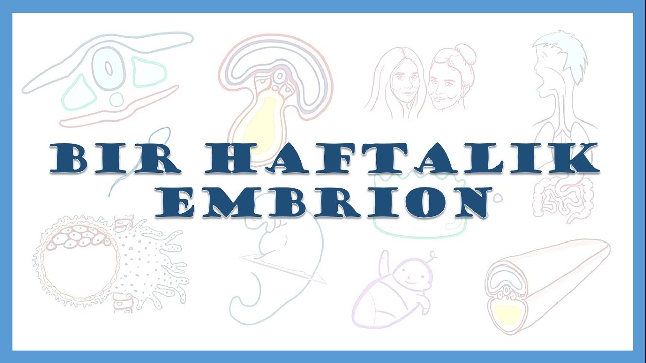 Bir haftalik embrion | First week embryo | Embrional rivojlanishning birinchi haftasi