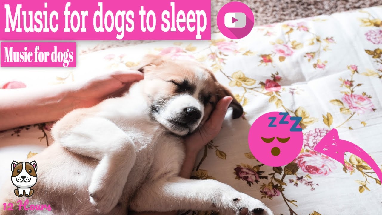 music for dogs to sleep sleepy dog music! watch your dog fall asleep