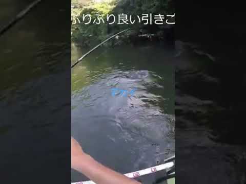 デカイ #ブラックバス #釣り #ラージマウスバス #fishing #ブラックバス釣り