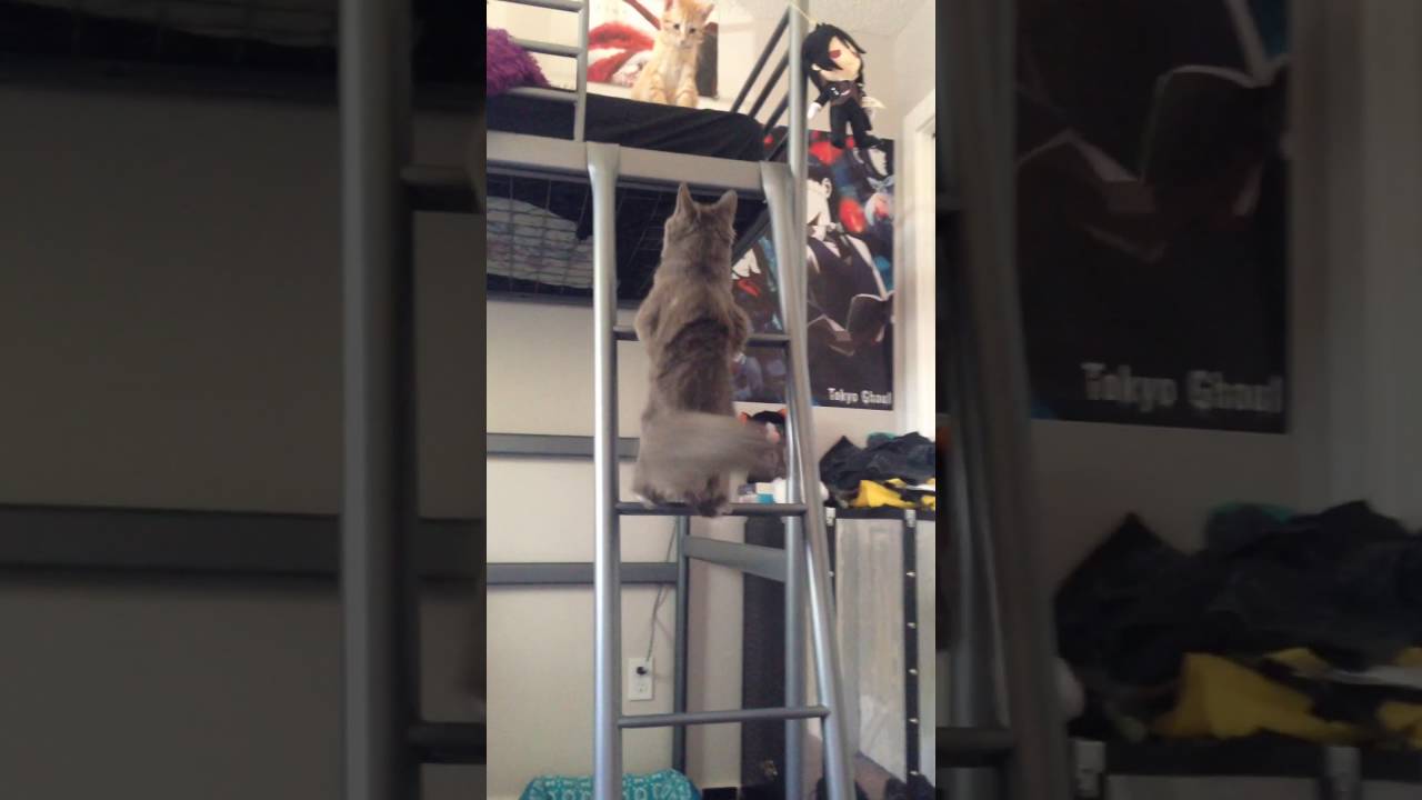 Cat climbing Ladder .!