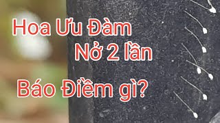 HOA ƯU ĐÀM NỞ (Báo Điềm Gì?)