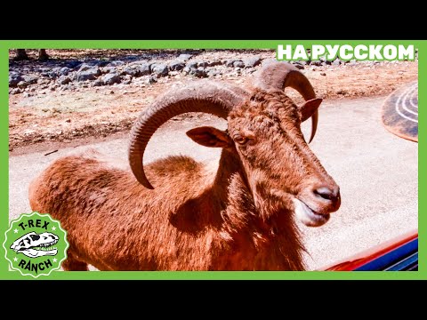 КОШКА ПО ИМЕНИ БОБ | Ти-рексы - Динозавры для детей