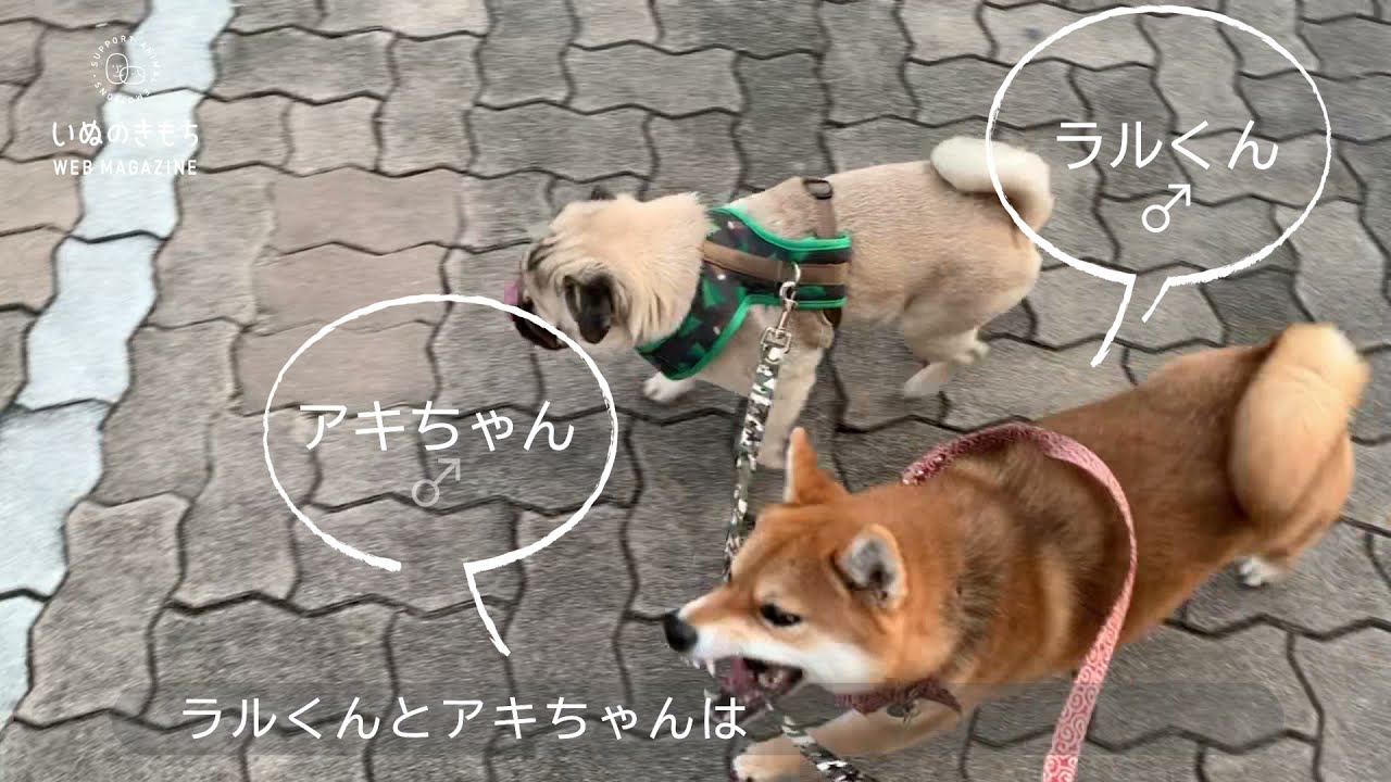 柴犬にお散歩されるパグ 一生懸命リードをくわえる姿に思わず笑っちゃう いぬのきもちweb Magazine