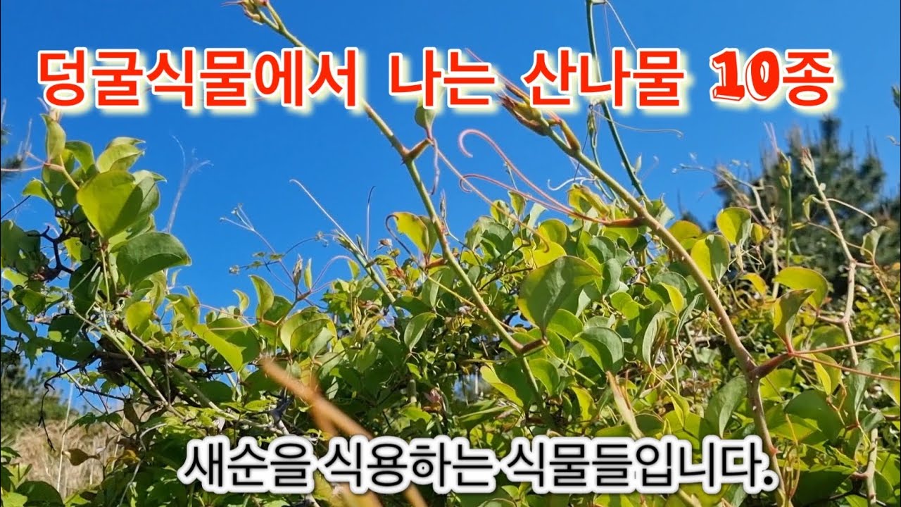 먹을수있는 덩굴식물 10종류##### - YouTube