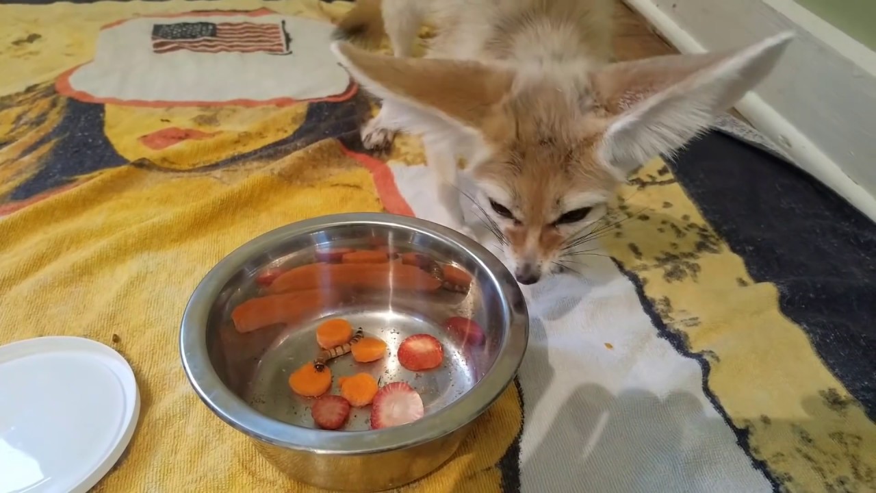 superworms food Fennec Fox Eating SuperWorms, Carrots, & a Strawberry