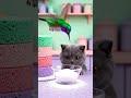 Cat vs Passionfruit Blueberry Mousse Cake 🐱💙 #Shorts #funny #CatCooking