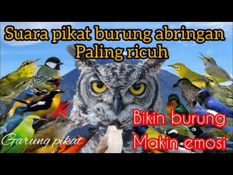 mp3 pikat burung ABRINGAN hutan dan gunung terbaru terbukti ampuh menurunkan burung besar dan kecil
