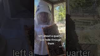 Hive inspections 2024