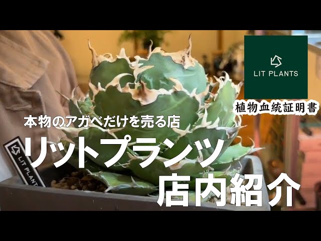 233群生選抜株【上澳園芸】アガベ チタノタ 三頭白鯨 よろけ