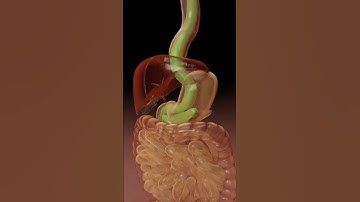 What If You Swallow a Live Snake 😨