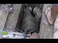 Baby elephant rescued !