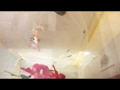 Mantis moult! L4 to L5