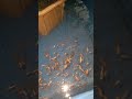 Golden angel fish #shorts