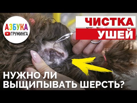 Видео: Что это значит, когда ваша собака хнычет во время сна?