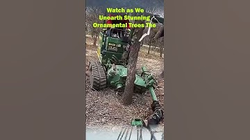 Watch as We Unearth Stunning Ornamental Trees The Ultimate Guide to Nursery Digging!