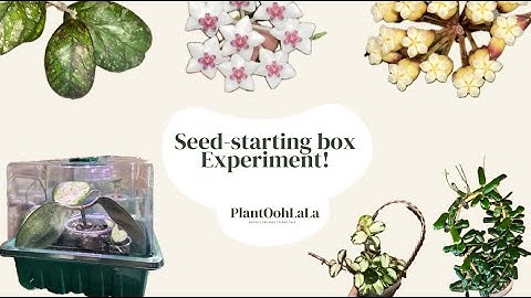 My first propagation box experience/experiment! | Learning new things with @plantoohlala