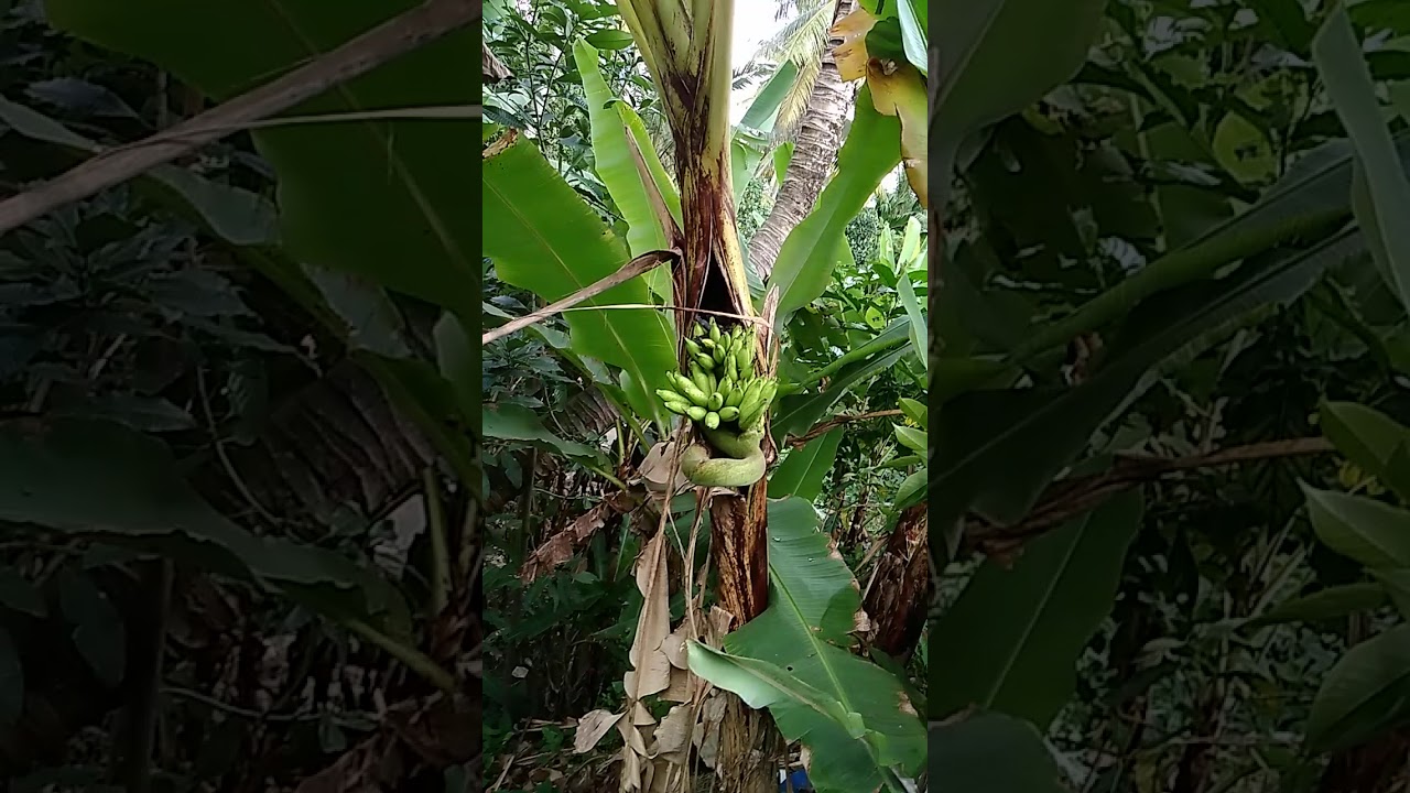  Pohon  pisang aneh  YouTube