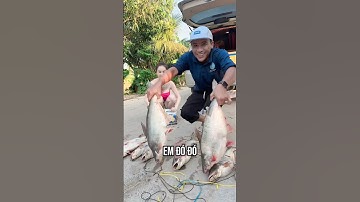 Câu cá tra cám R1 và R3 #camr1 #camr2 #camr3 #mồicâur1 #mồicâur3 #caucatra #câucátrasông