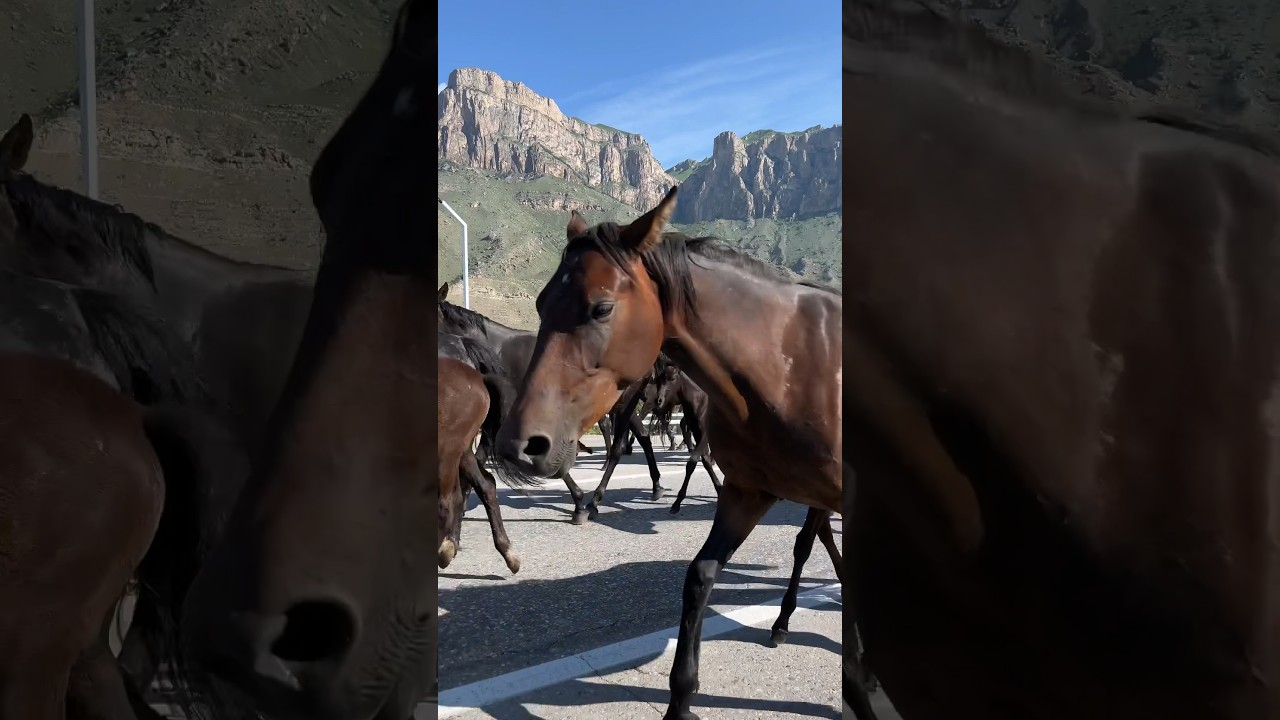 Лошадиный кортеж в Приэльбрусье 