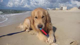 Winslow the Golden Retriever at Fort Morgan beach in Alabama
