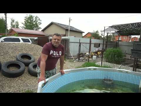 Видео: Новые рыбки в нашем прудике