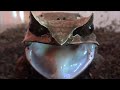 ミツヅノコノハガエルの脱皮&行水 Long-nosed Horned Frog Shedding & Bathing