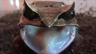 ミツヅノコノハガエルの脱皮&amp;行水 Long-nosed Horned Frog Shedding &amp; Bathing