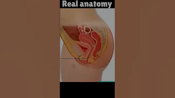 Real women Anatomy Video #shorts