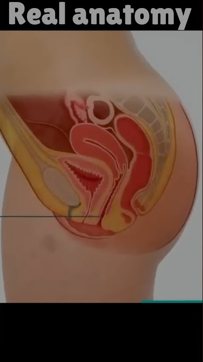 Real women Anatomy Video #shorts