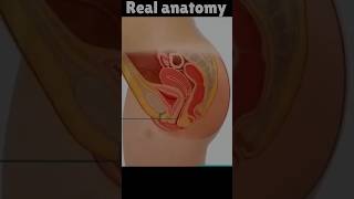 Real women Anatomy Video #shorts screenshot 5