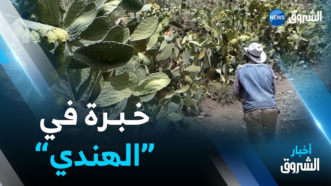 برج بوعريريج.. عمي البشير.. خبرة سنوات في جني وتسويق فاكهة الهندي