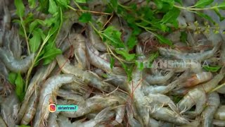 Makan Bareng Udang Vaname Sehabis Panen | SI OTAN (26/12/22)