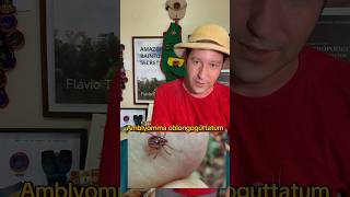 Carrapato é tudo igual? A resposta é: não!