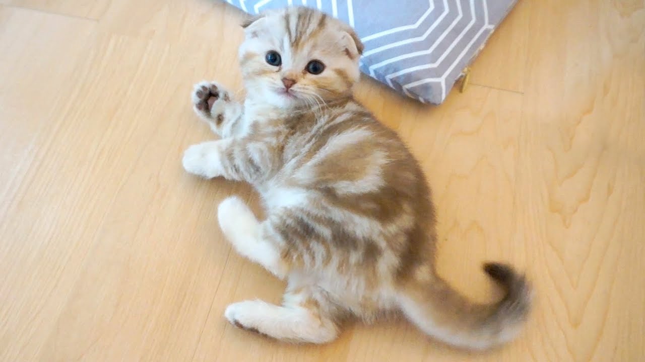 реакция при вызове имени котенка.