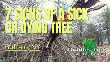 The 7 Signs of a Dying Tree | Plant Healthcare Buffalo NY | Bradley Tree and Landscaping