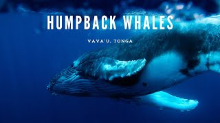 VAVA'U, TONGA | Swimming with Humpback Whales