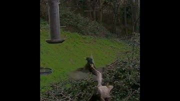 Warning: moment sparrowhawk catches starling (frame by frame)