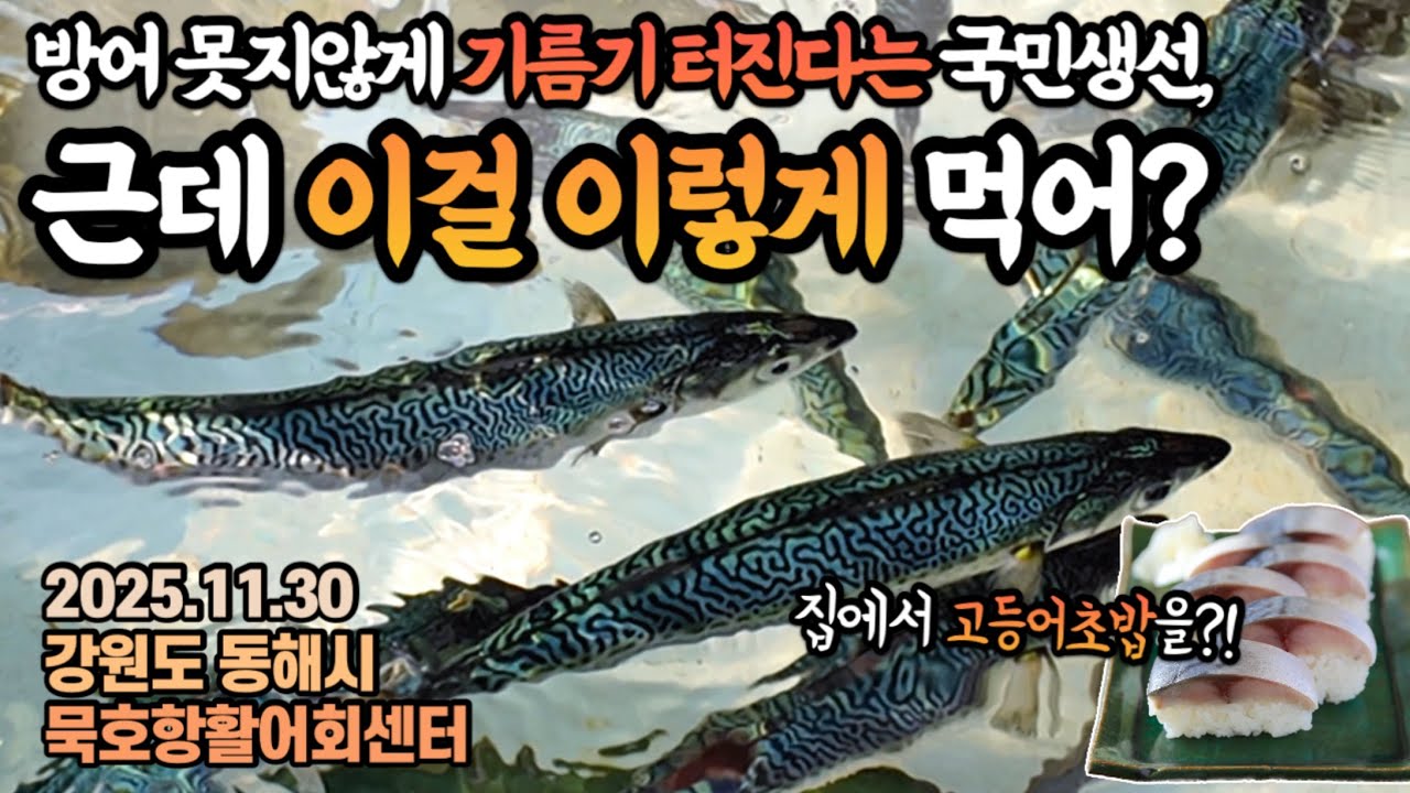 지금은 기름기 좔좔,맛있는 제철 고등어를 먹어야할 때!🐟생고등어 그것도 ‘초밥’을 집에서 간단히 즐겨보자