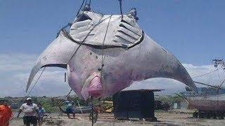 10 BIGGEST Sea Creatures That Actually Exist!