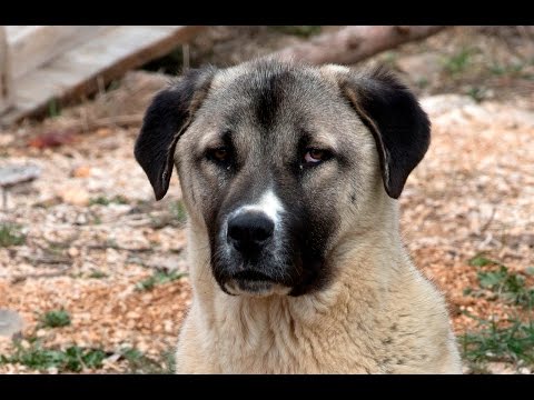 वीडियो: अनातोलियन शेफर्ड कुत्ते की नस्ल हाइपोएलर्जेनिक, स्वास्थ्य और जीवन अवधि