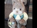 Visiting Rabbit Pethouse...they all so cute🥰🥰 #rabbit #grooming